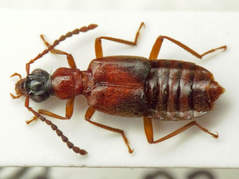 Deleaster dichrous (Gravenhorst, 1802)